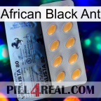 African Black Ant 44